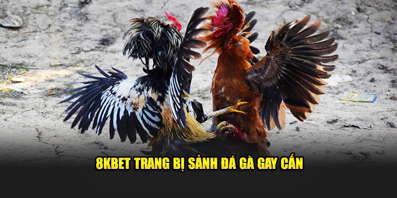 8KBET trang bị sảnh đá gà gay cấn