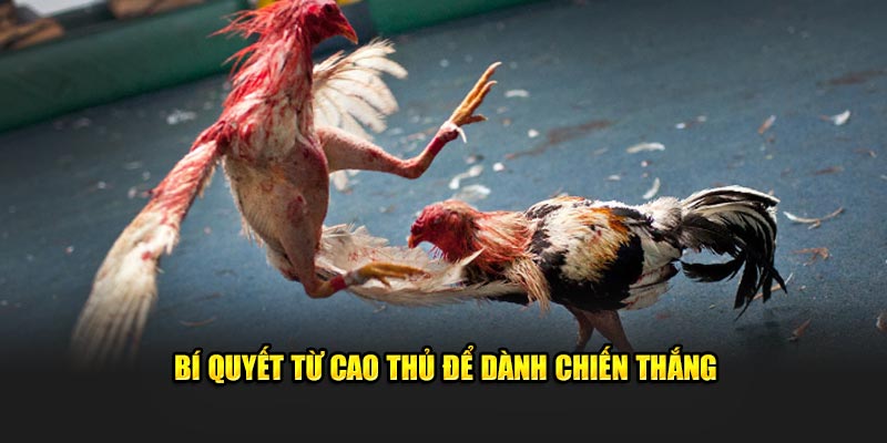 Bí quyết từ cao thủ để dành chiến thắng