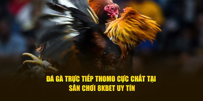 Đá Gà Trực Tiếp Thomo Cực Chất Tại Sân Chơi 8KBET Uy Tín