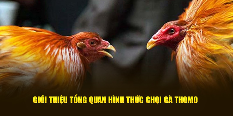 Giới thiệu tổng quan hình thức chọi gà Thomo