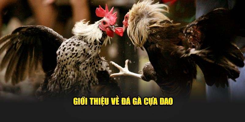 Giới thiệu cơ bản về Đá Gà Cựa Dao