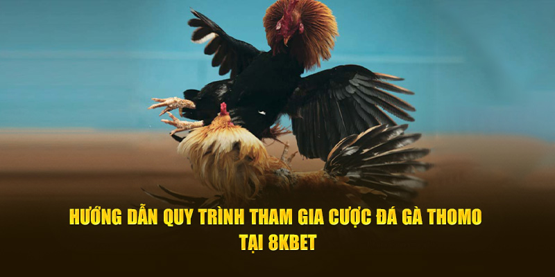 Hướng dẫn quy trình tham gia cược đá gà Thomo