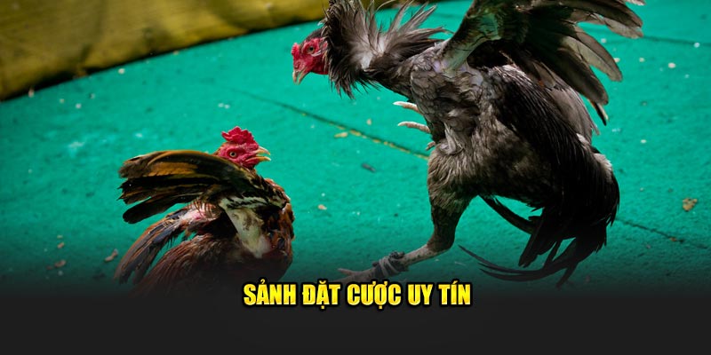 Sảnh đặt cược uy tín 