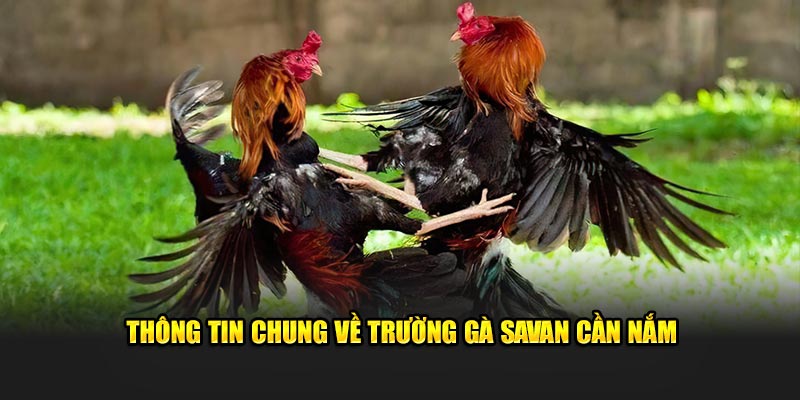 Thông tin về trường gà Savan tại nhà cái 8KBET