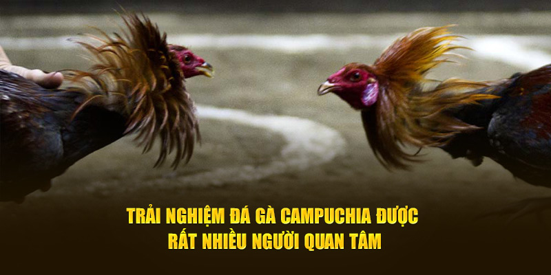 Trải nghiệm đá gà Campuchia được rất nhiều người quan tâm