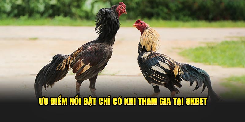 Ưu điểm nổi bật chỉ có khi tham gia 8KBET